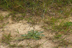 Taraxacum officinale